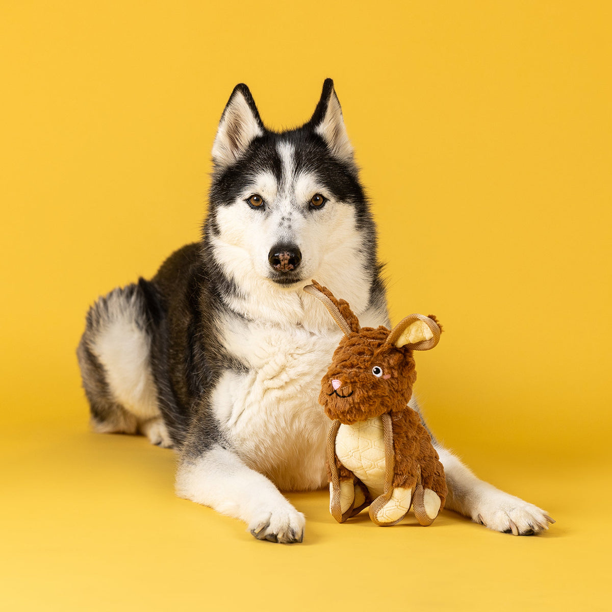 Fringe Studio Durable Dog Toy - Ear to Be Hoppy — lifestyle photo with dog