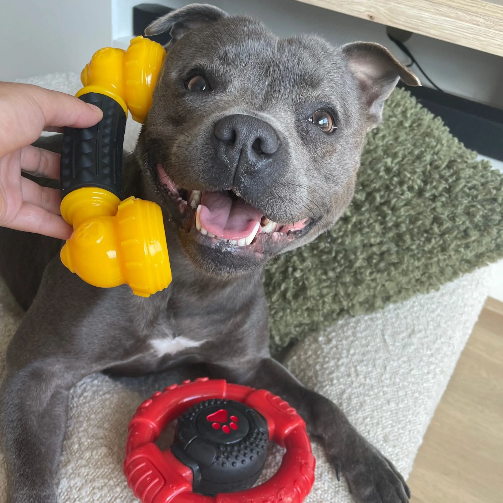 Happy Staffy Co Power Chew Phone Dog Toy