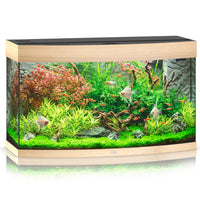 Juwel Vision curved-front aquarium with light wood trim, planted with stem plants and angelfish