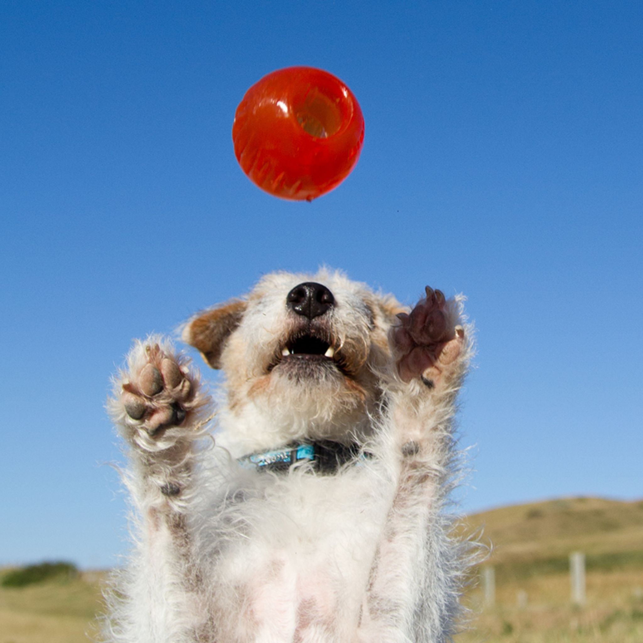 Bionic Ball Dog Toys