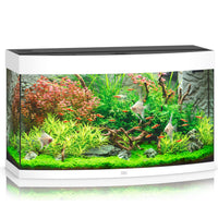 Juwel Vision curved-front aquarium with white trim, planted with stem plants and angelfish