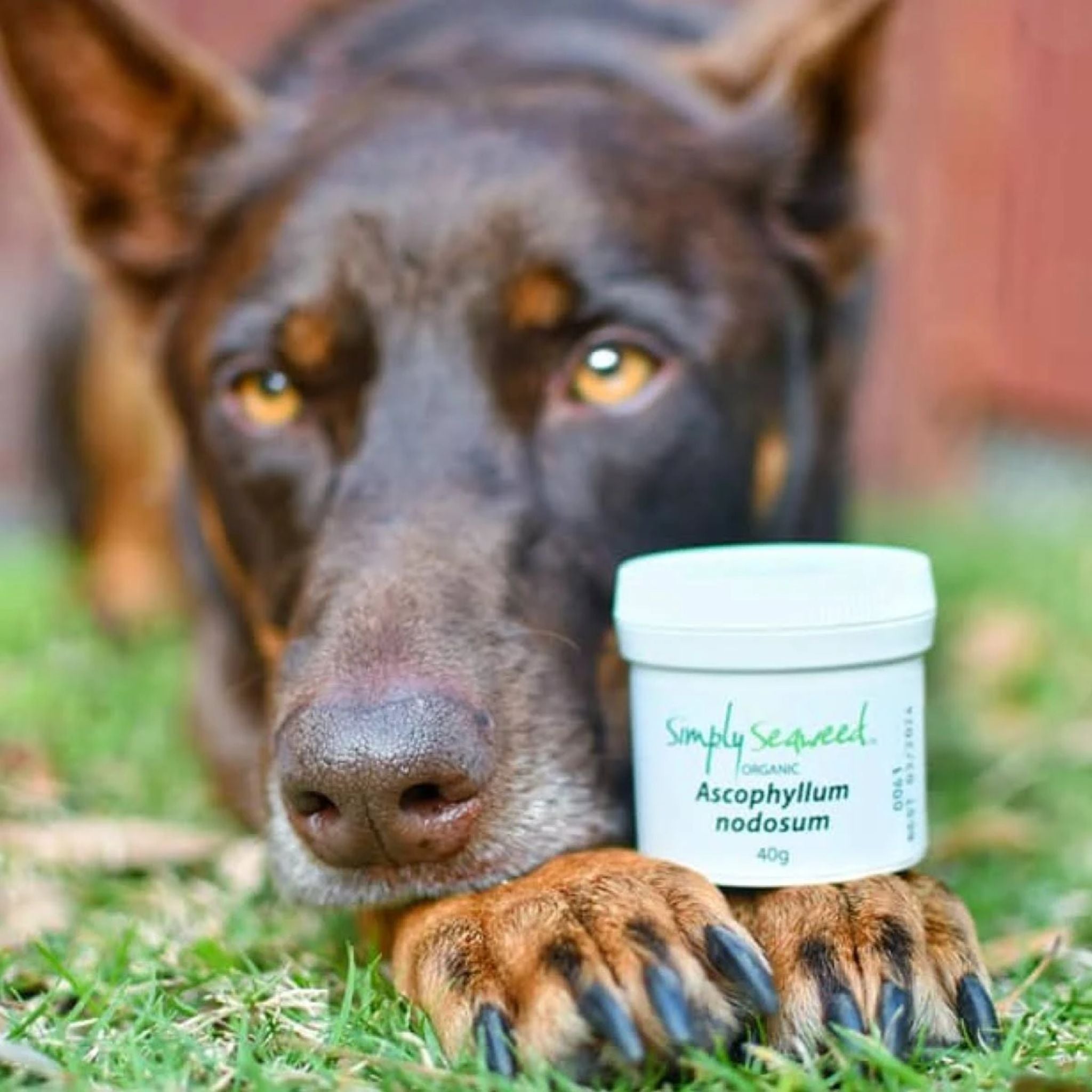 Simply Seaweed Natural Dental Health Care For Cats & Dogs – 200g