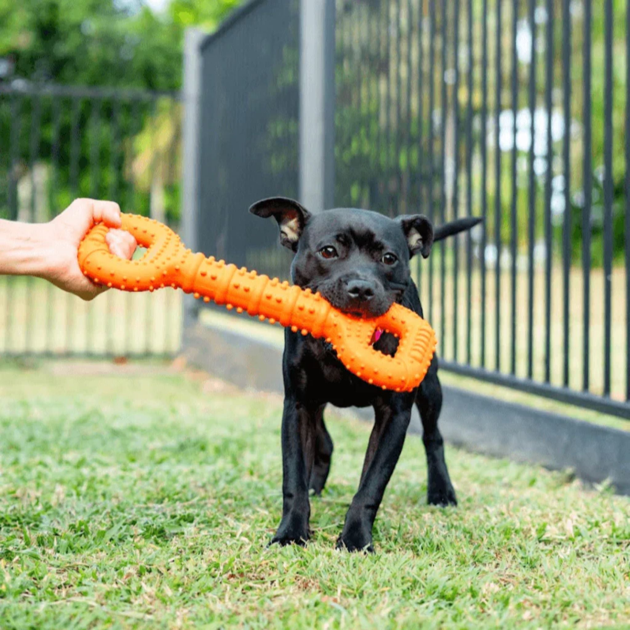 Happy Staffy Co Tommy Tug Handle Dog Toy