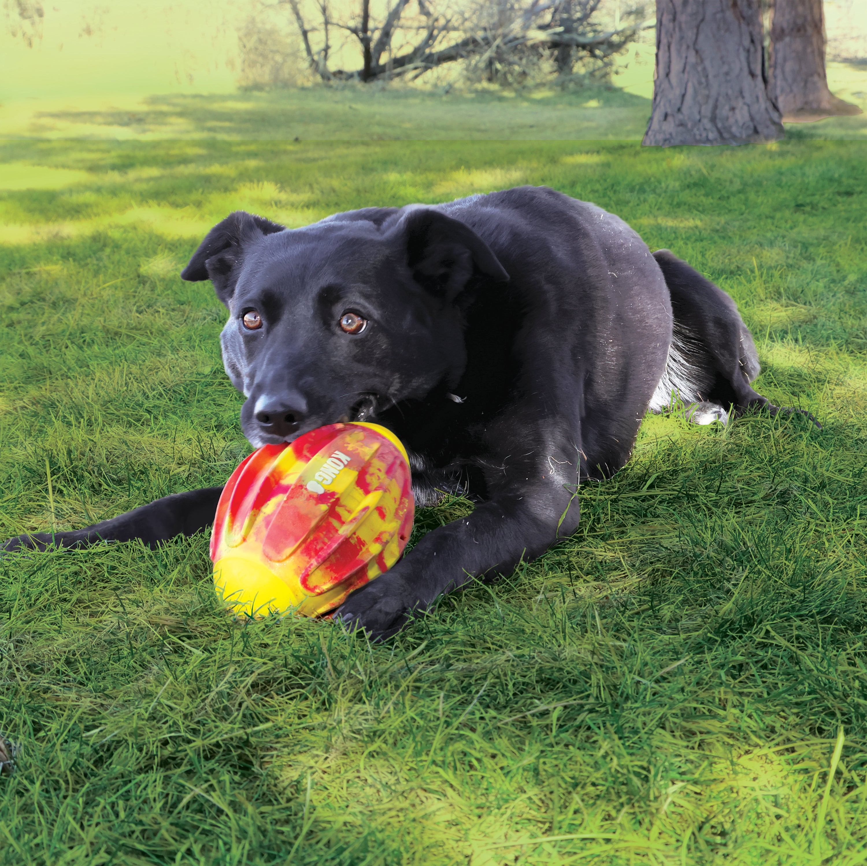 Dog playing with the KONG Dog Toys Flexball Sport Football