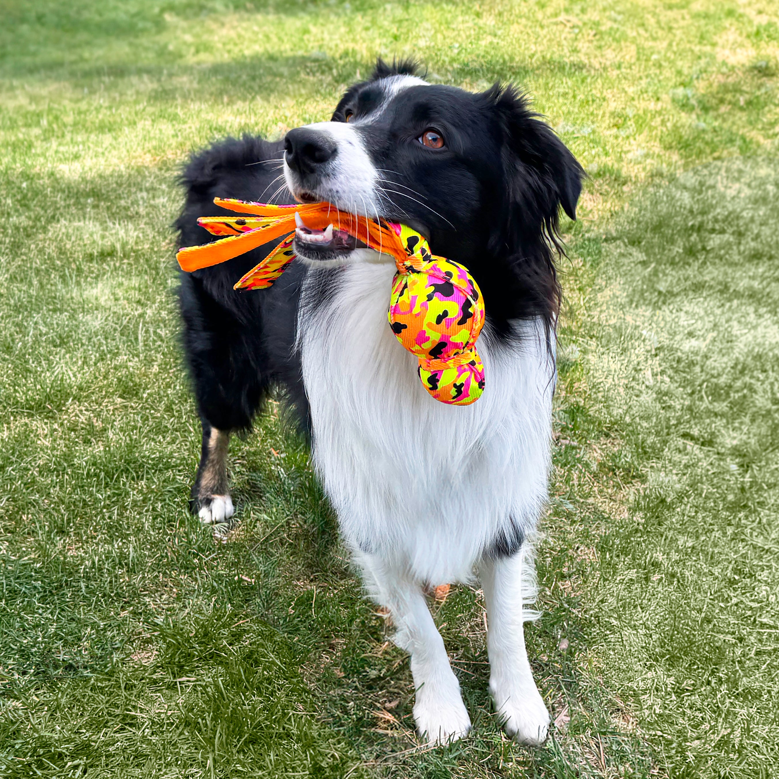 Dog playing with the KONG Dog Toys Wubba Ballistic High-Viz