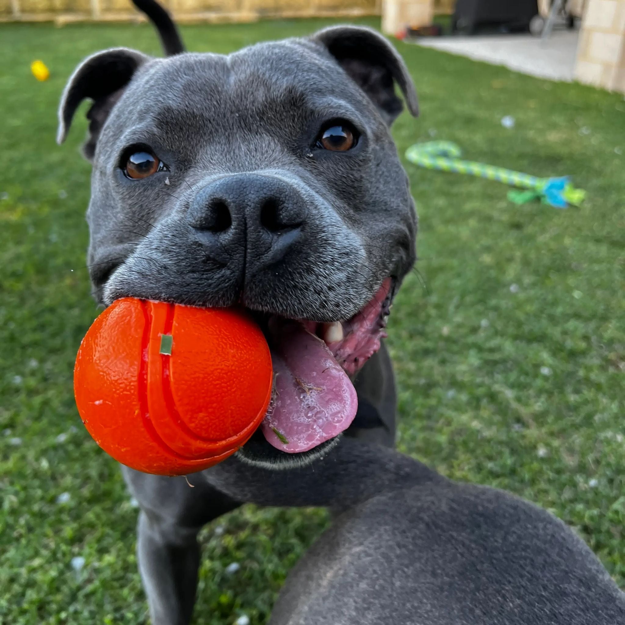 Happy Staffy Co Happy Staffy Duraball Dog Toy