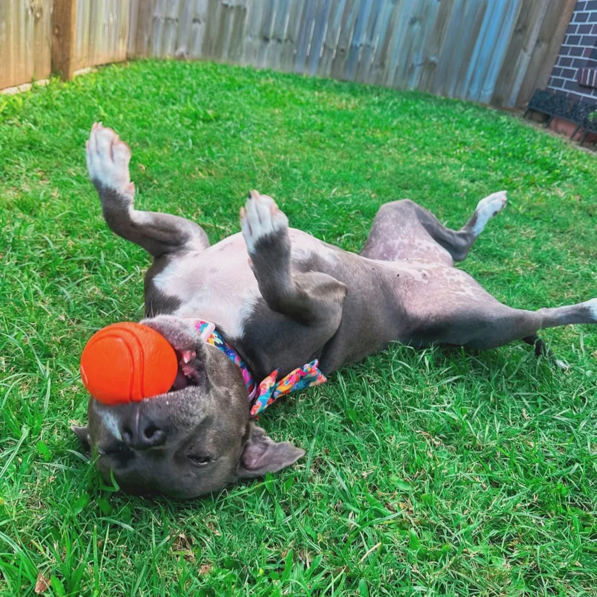 Happy Staffy Co Happy Staffy Duraball Dog Toy