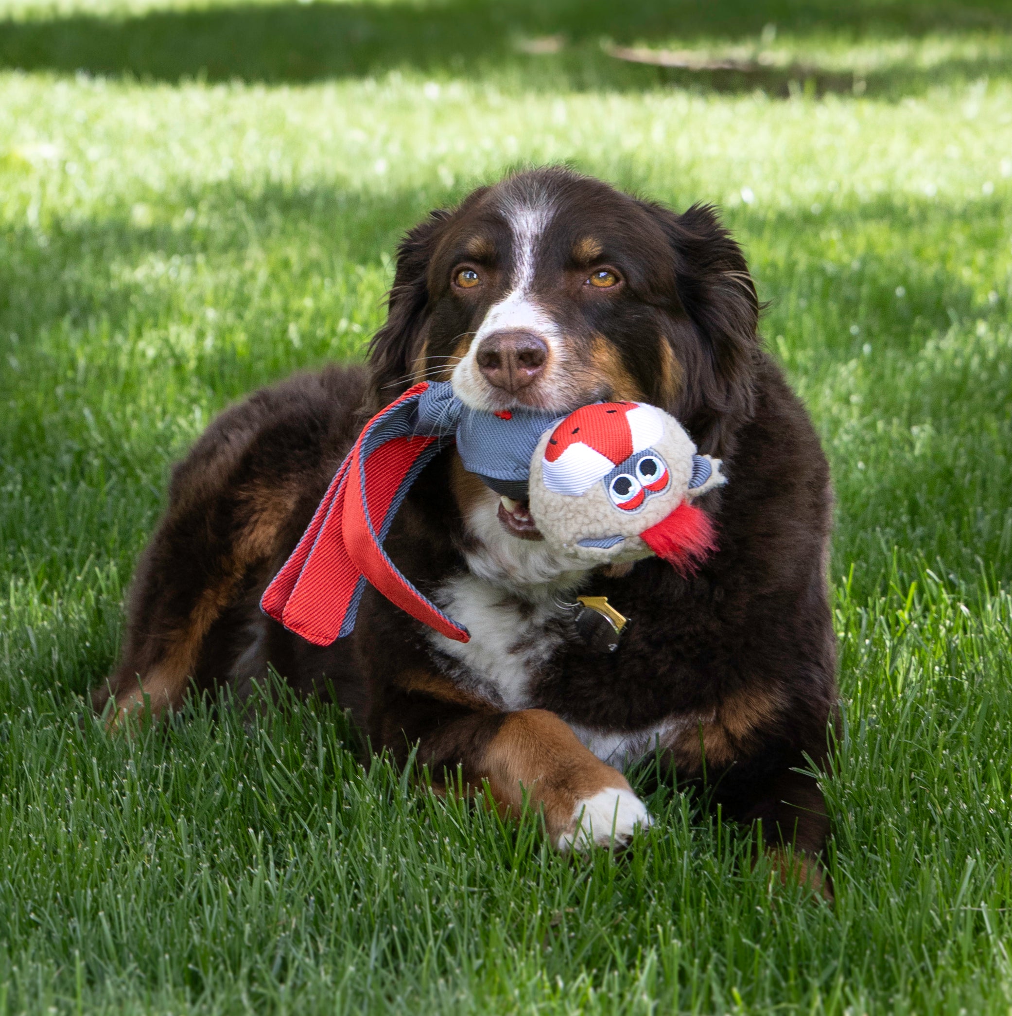 Dog playing with the KONG Dog Toys Wubba Zoo Mandrill