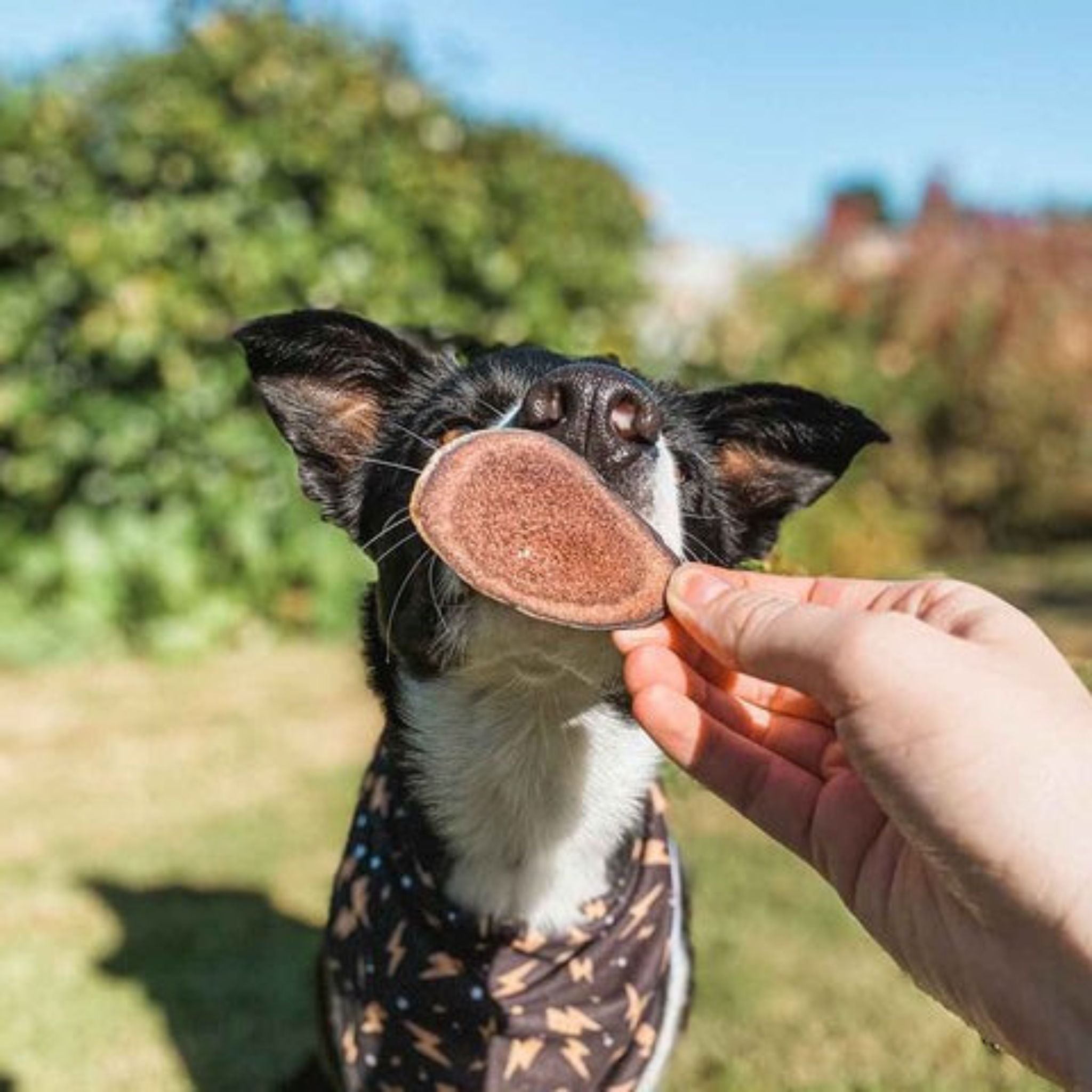 Korure Pets Deer Velvet Slices Dog Treats