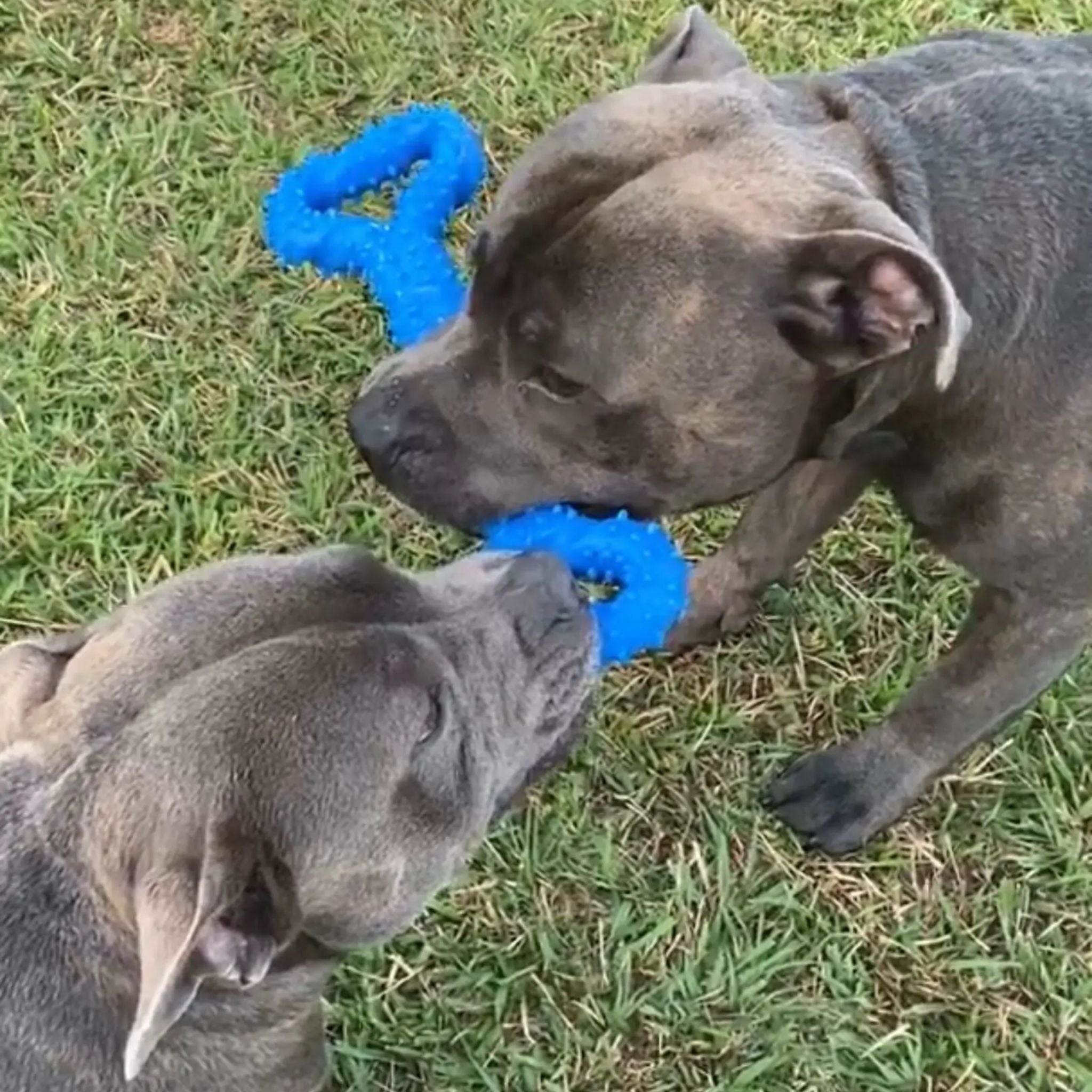 Happy Staffy Co Tommy Tug Handle Dog Toy