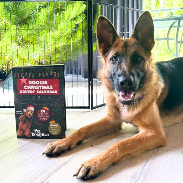 Advent calendar for dogs with its numbered door panel visible
