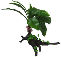 Amazon Jungle Giant Cardamine Tree artificial aquarium plant, 35cm