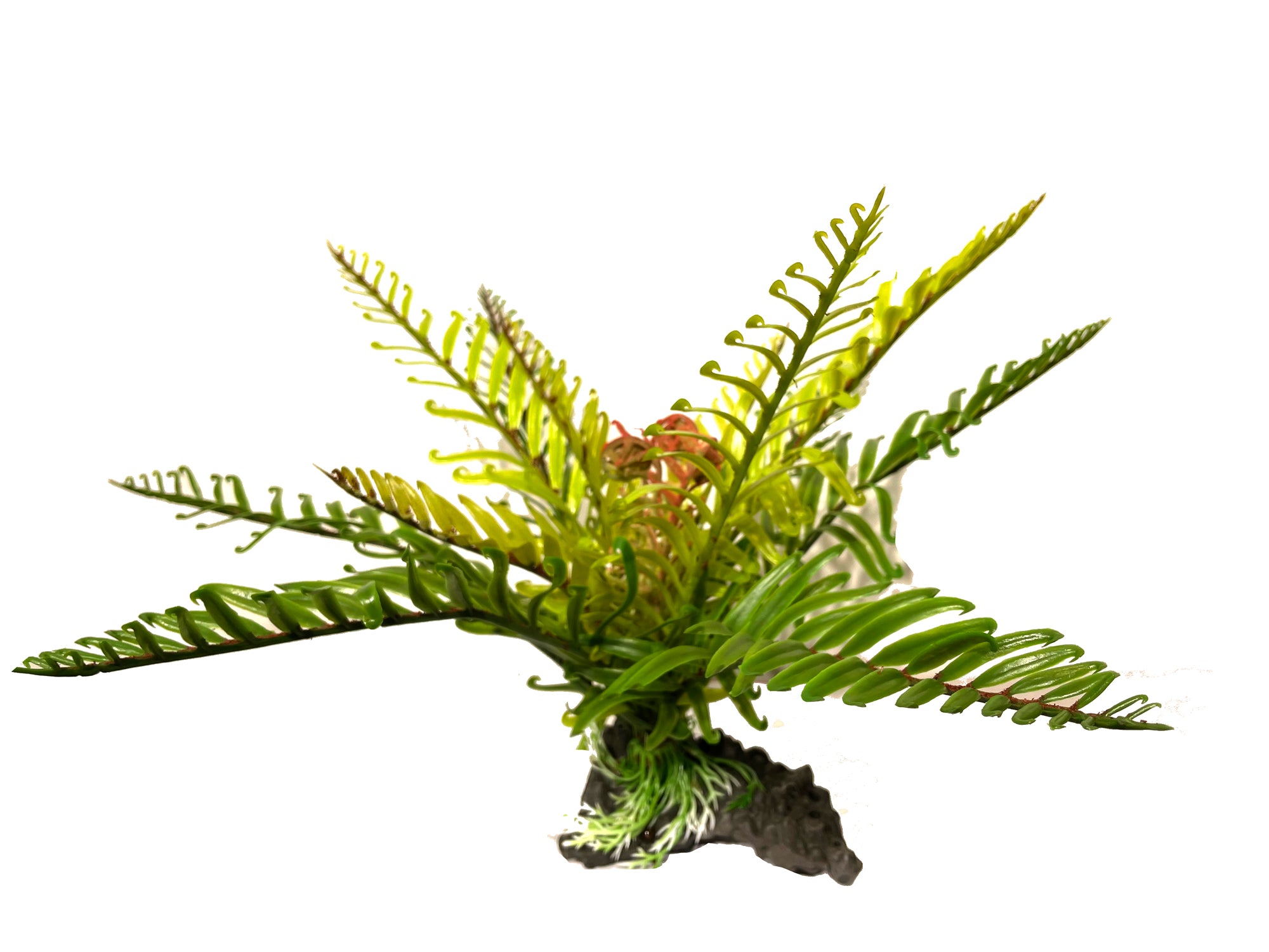 Amazon Jungle Filmy Fern artificial aquarium plant, large 30cm
