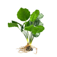 Amazon Jungle Caladium artificial aquarium plant, 45cm