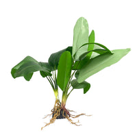 Amazon Jungle Broad Fern artificial aquarium plant, 50cm