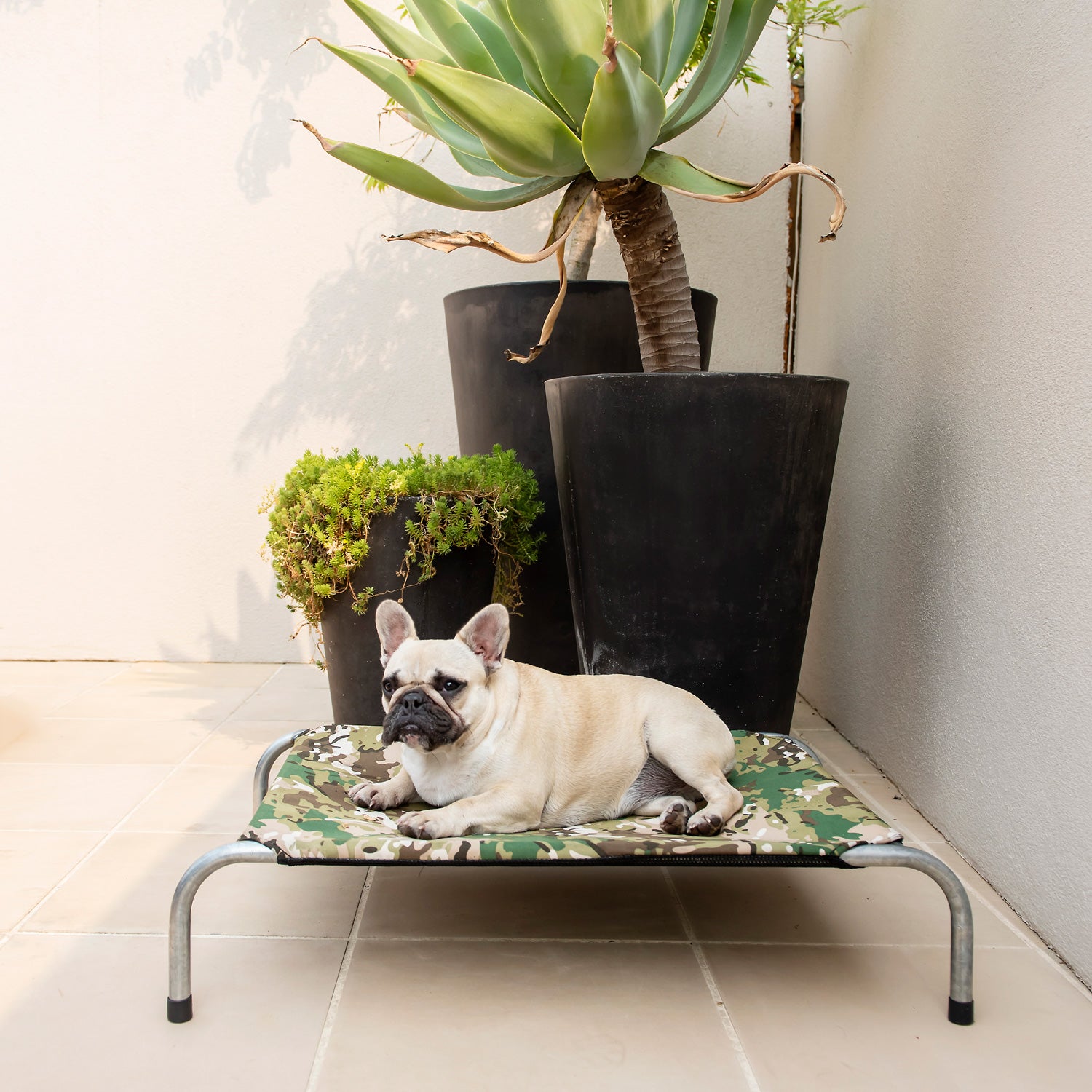 Superior Pet Goods Camo raised dog bed in Mini with a French Bulldog