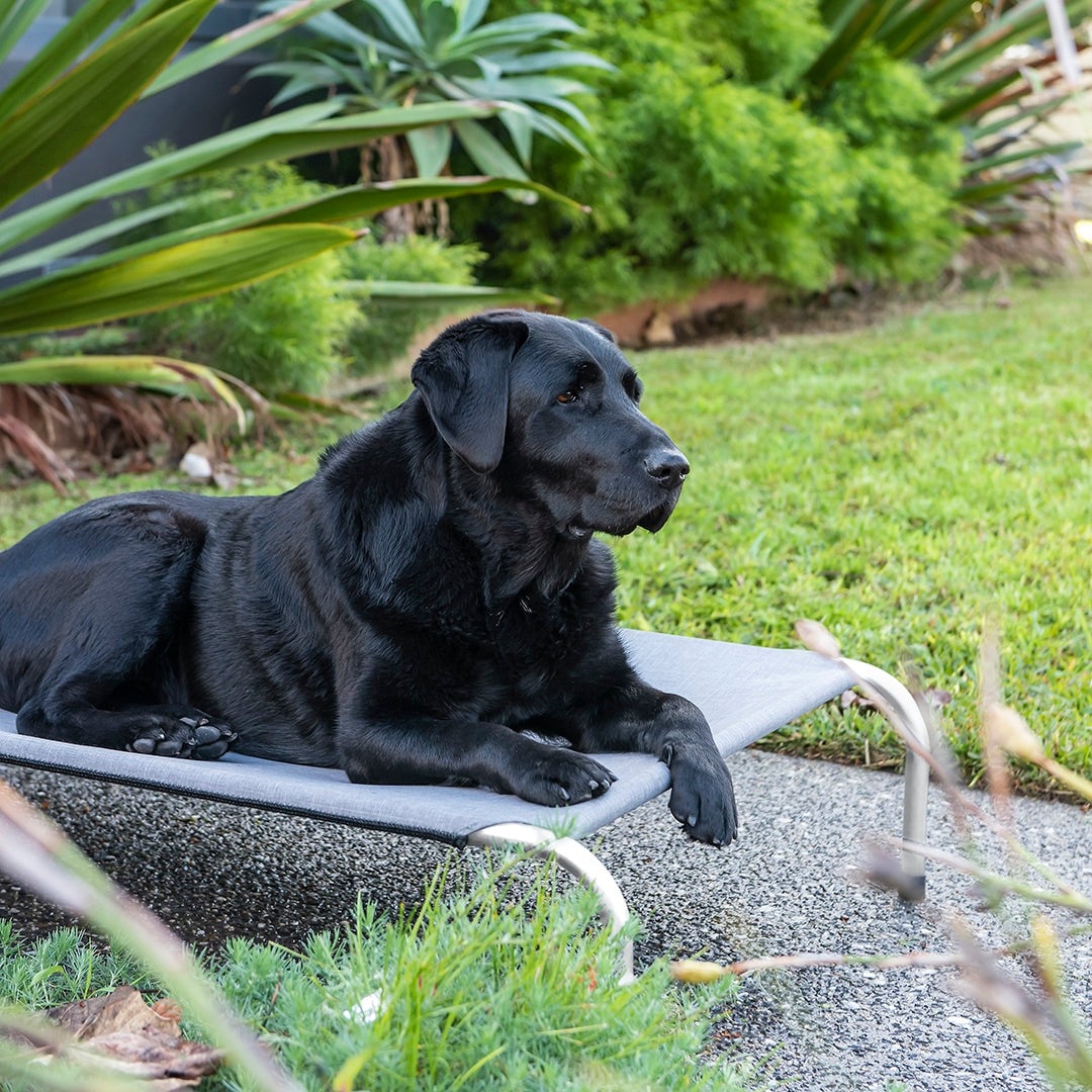 Superior Pet Goods Framed Canvas/Twill Dog Bed in Mid Grey