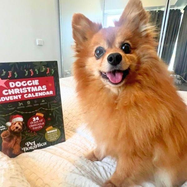 Dog sitting beside the Pet Botanica Christmas advent calendar