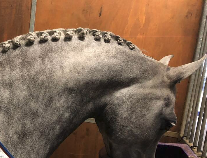 Plaited horse neck finished with Dr Show Super Mousse Braid and Shine