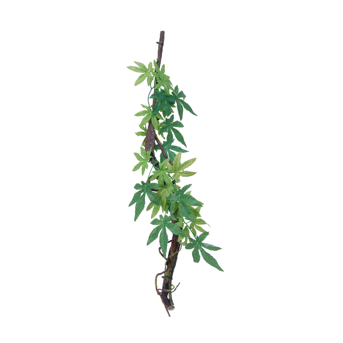 Eco Tech Vine With Albuliton Growth Terrarium Plant | PeekAPaw Pet Supplies