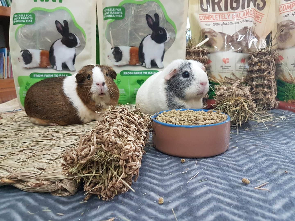 Vetafarm Origins Fescue Hay mini bales with guinea pigs – in use