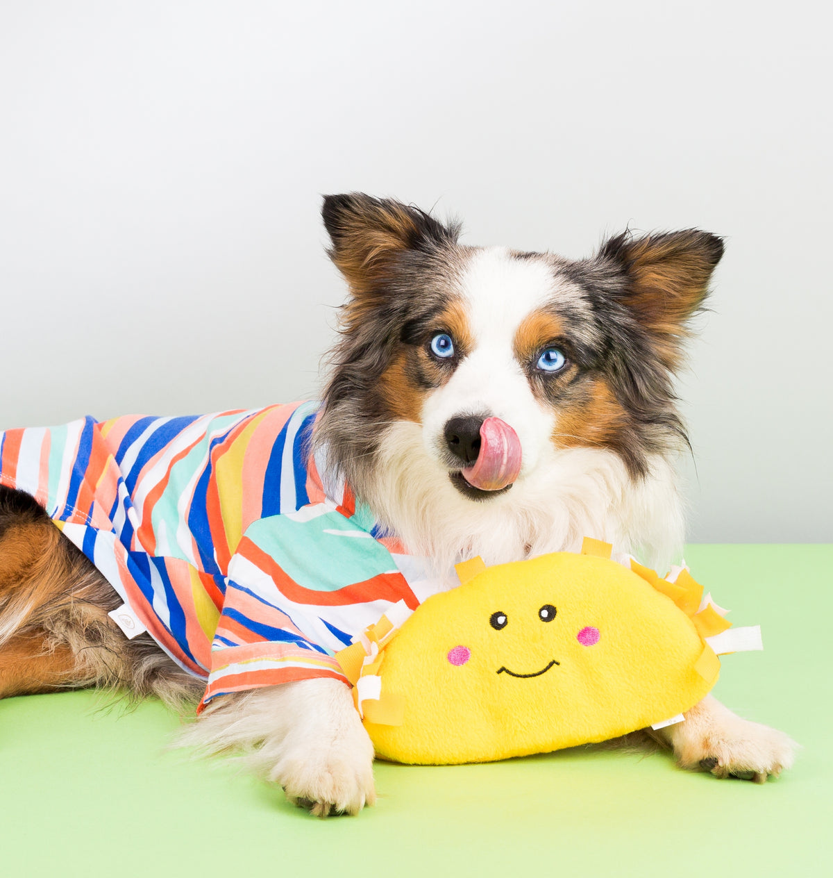 Dog playing with the Zippy Paws NomNomz Taco plush toy