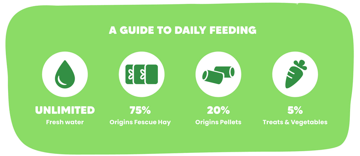 Vetafarm Origins guide to daily feeding for rabbits and guinea pigs – hay, pellets and vegetables