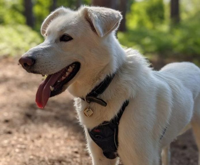 Halti No Pull Harness