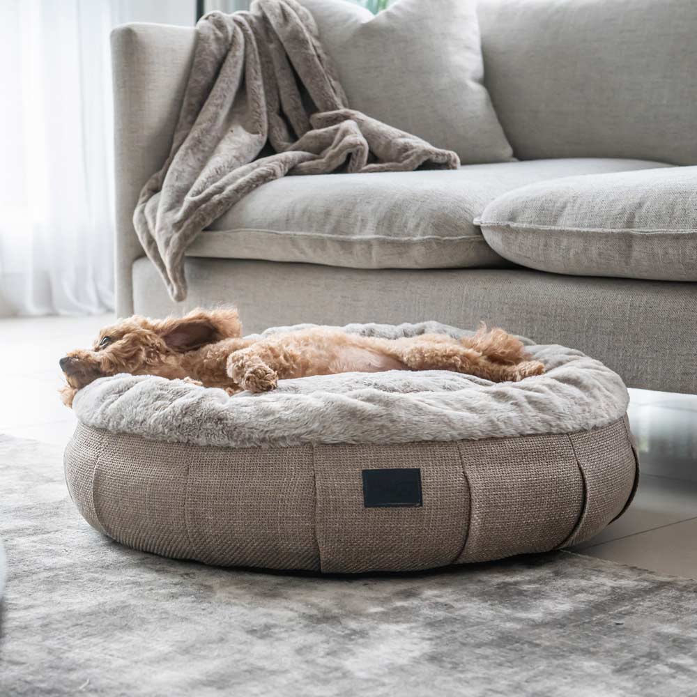 Poodle asleep in a Superior Pet Goods Harley Dog Bed in Puppacino