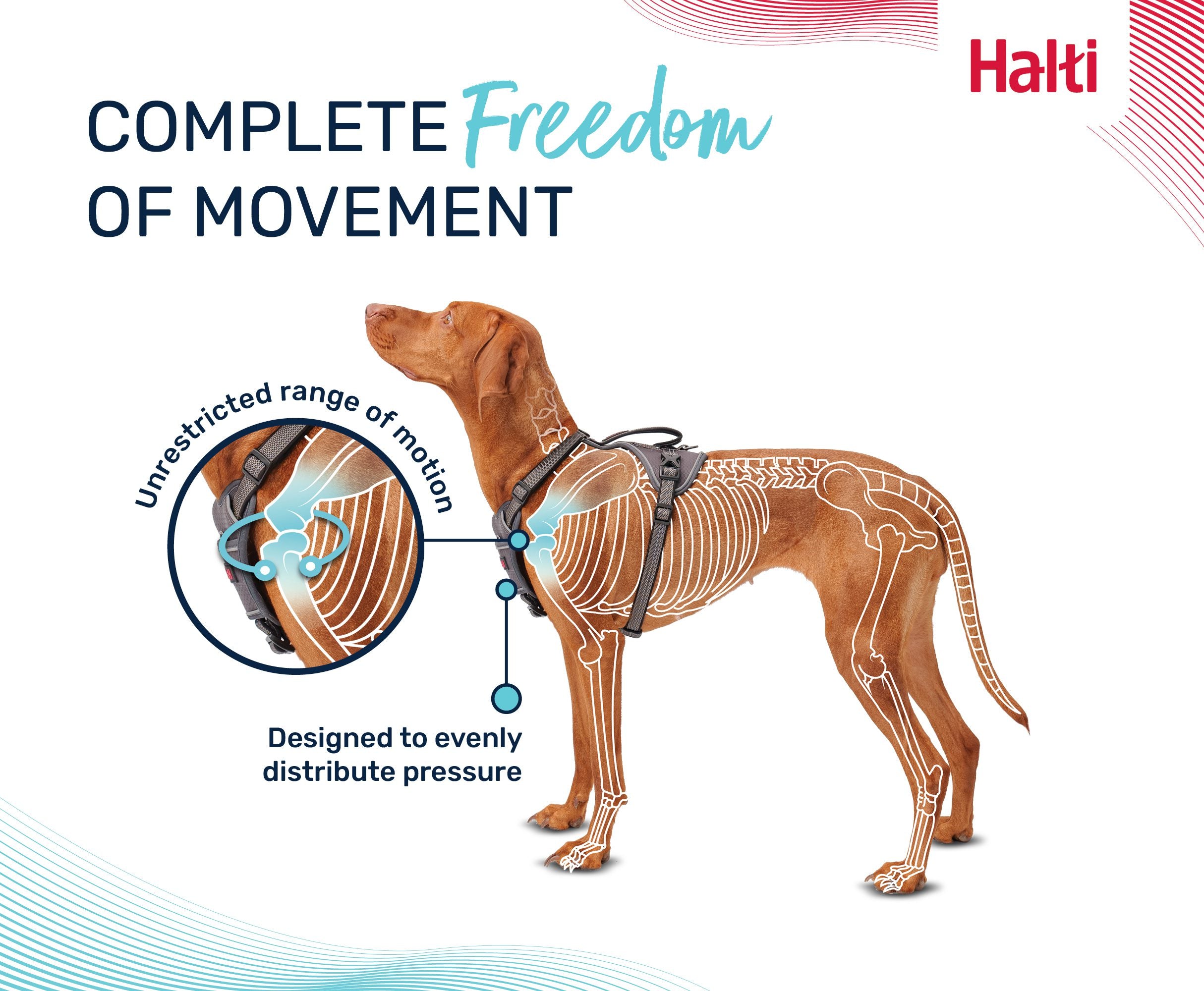 Halti Anatomy Harness – scalloped pads leave the shoulder free for full stride | PeekAPaw