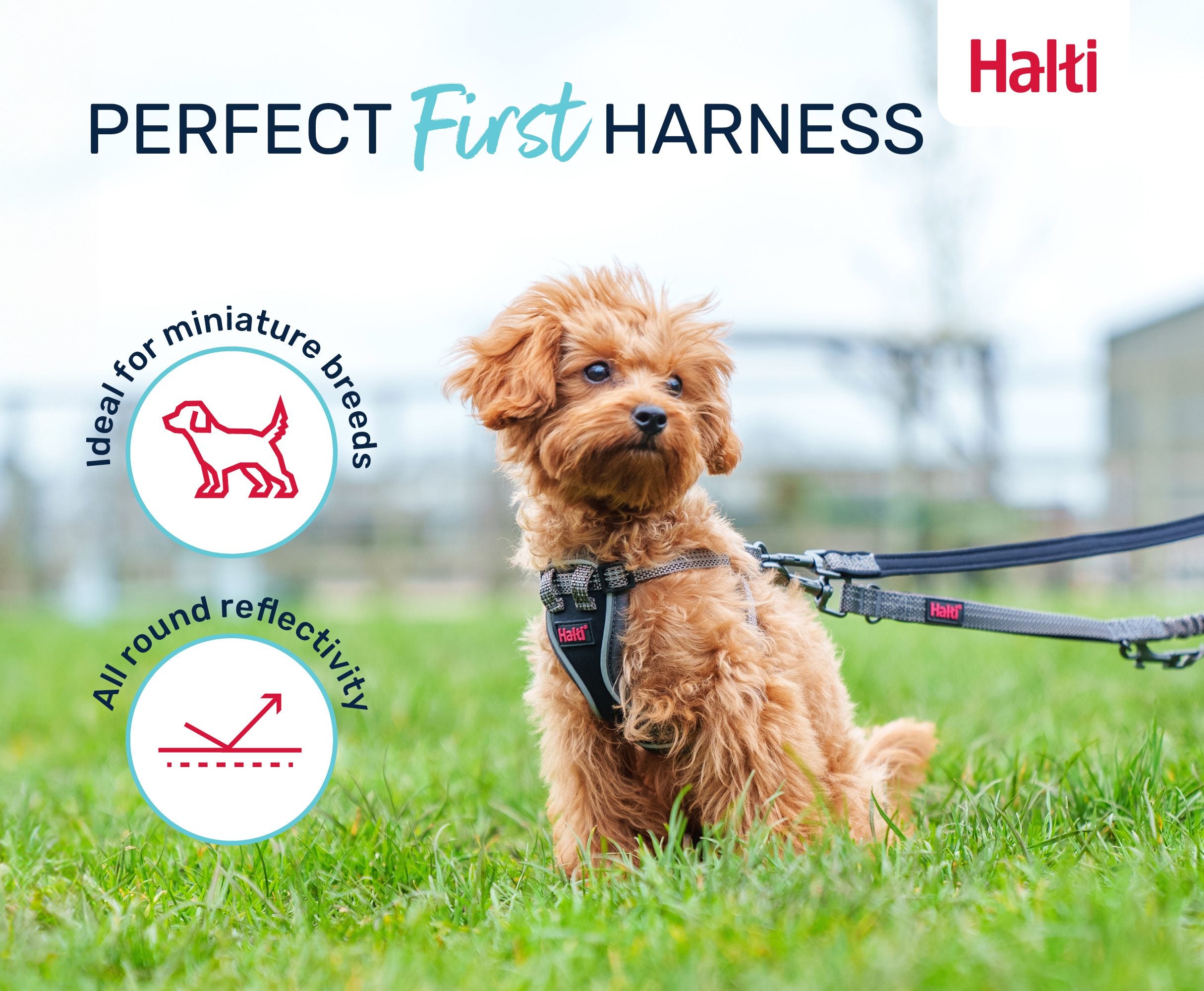 Halti Anatomy Puppy Harness – a first harness for a puppy learning lead work | PeekAPaw