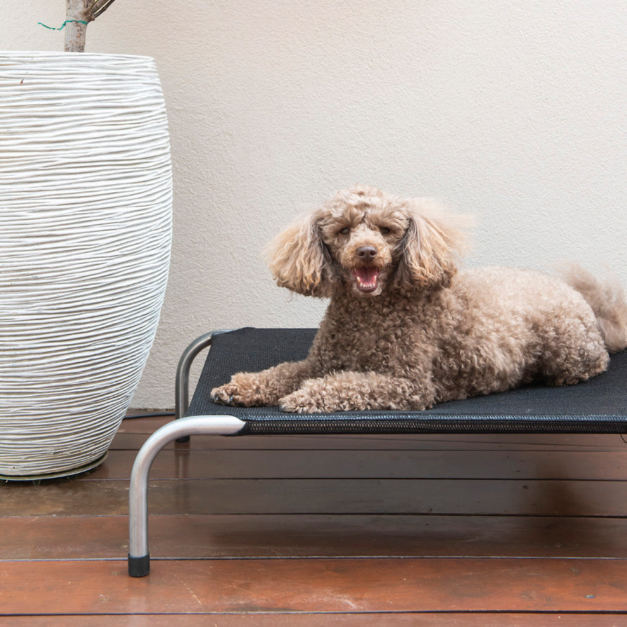 An apricot poodle resting on a Superior Pet Goods Original Flea-Free raised dog bed beside a planter