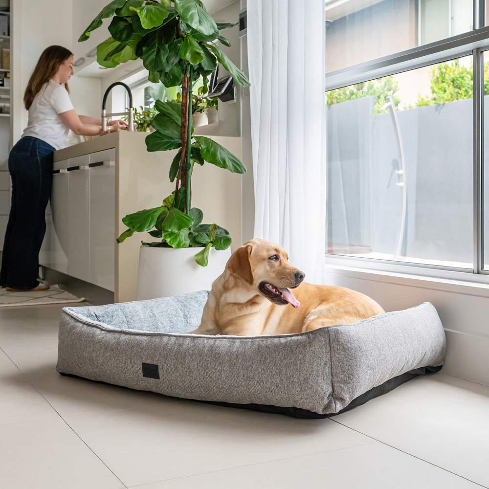 Golden Labrador lying in a Superior Pet Goods Lounger Dog Bed in Large