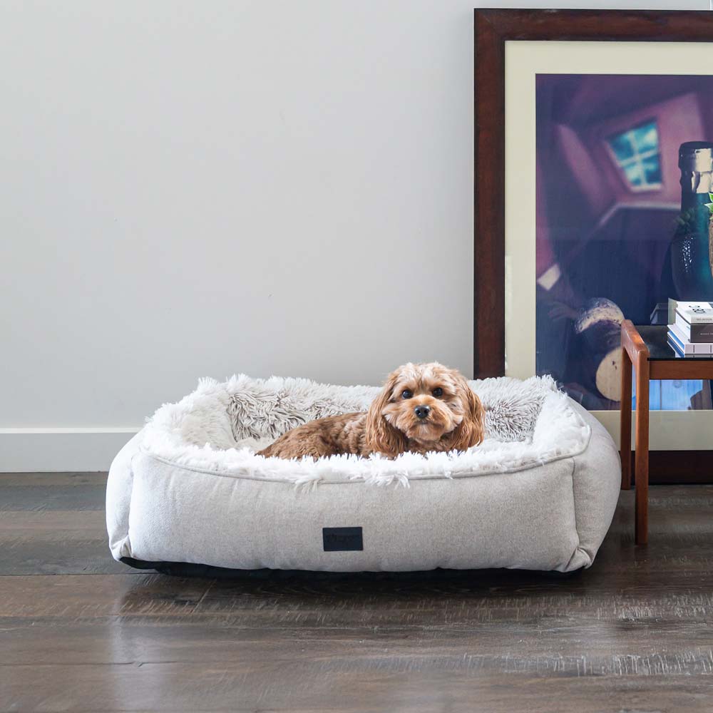 Cavoodle resting in a Superior Pet Goods Ortho Dog Lounger in Aspen