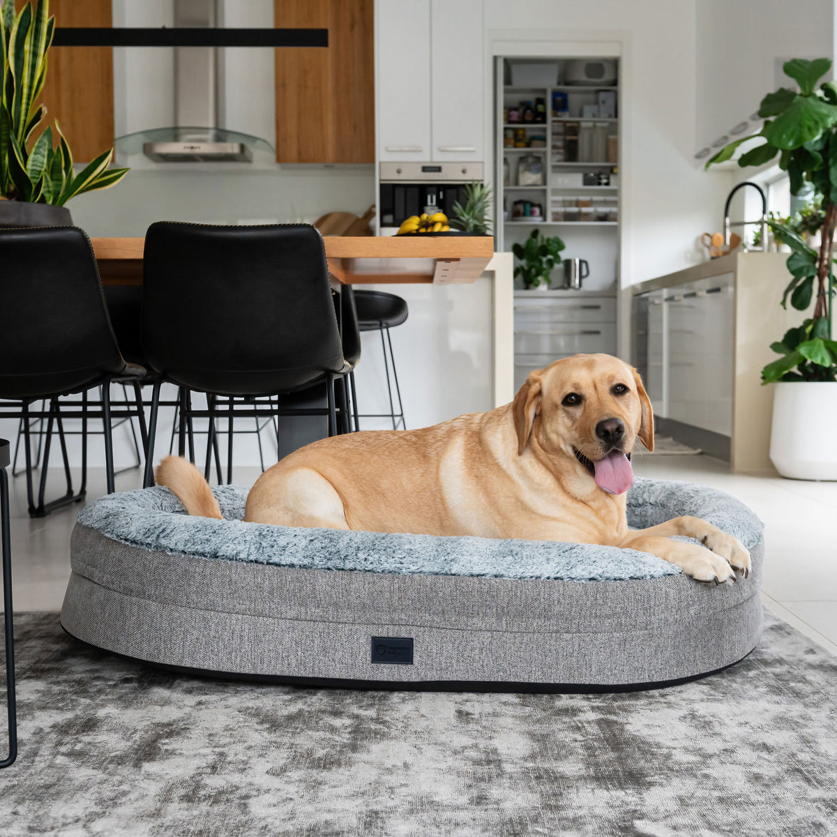 Large dog resting on a Superior Pet Goods Orthopaedic Memory Rest bed
