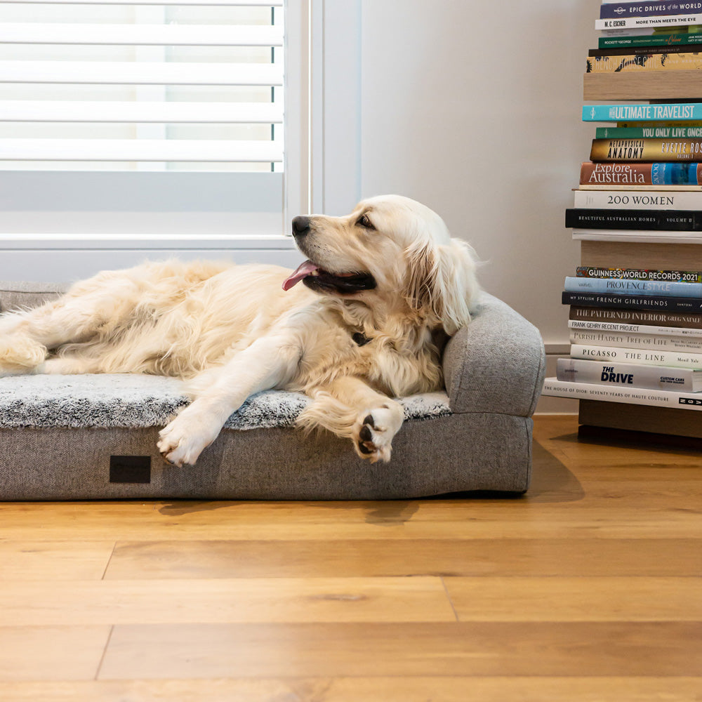 Golden Retriever on a Superior Pet Goods Orthopaedic Pet Sofa