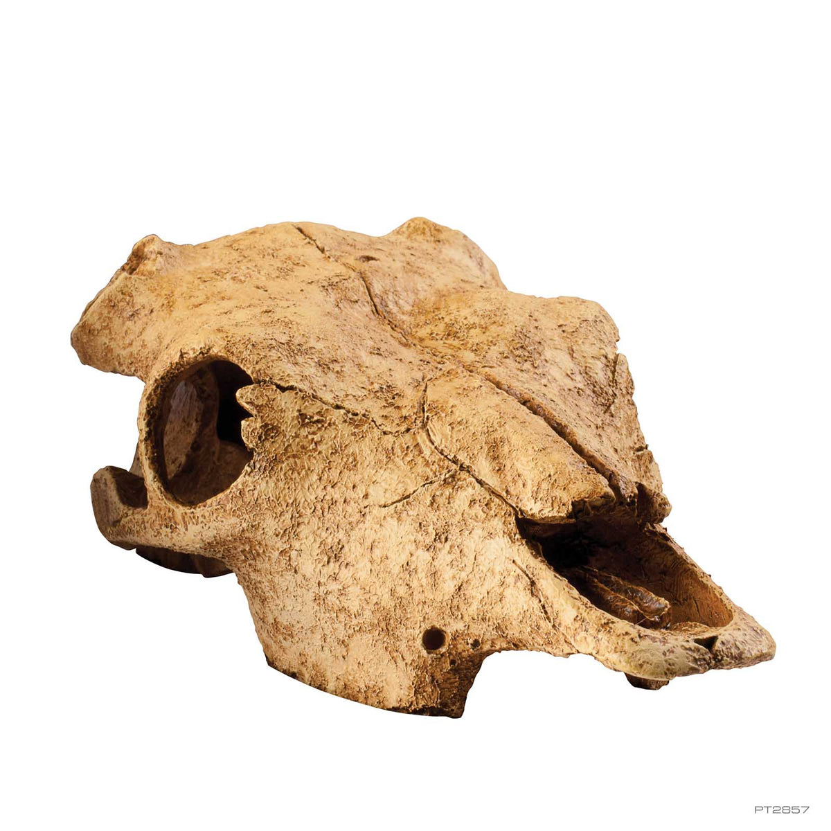 Exo Terra Buffalo Skull Hide Out Medium PT2857 | PeekAPaw Pet Supplies