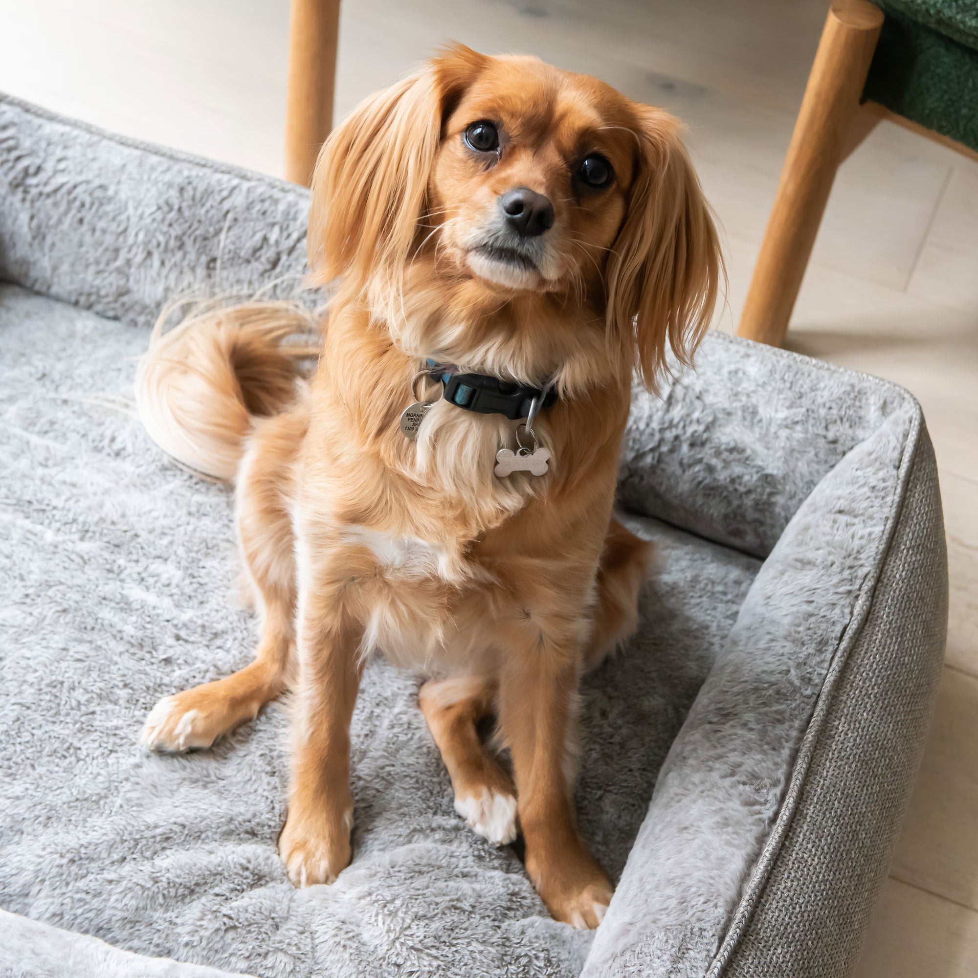 Superior Pet Goods Ortho Haven in Puppacino, alternate angle