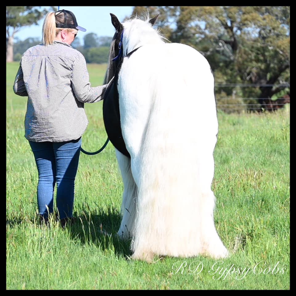 Dr Show Tail Rake shown in use on a horse tail