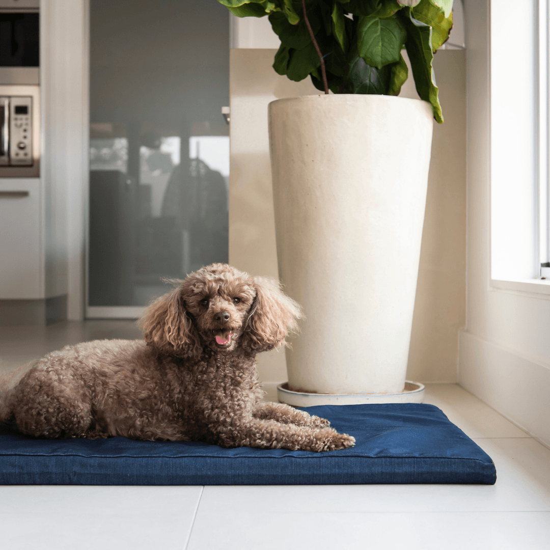 Superior Pet Goods Denim Dog Mat in hard-wearing denim