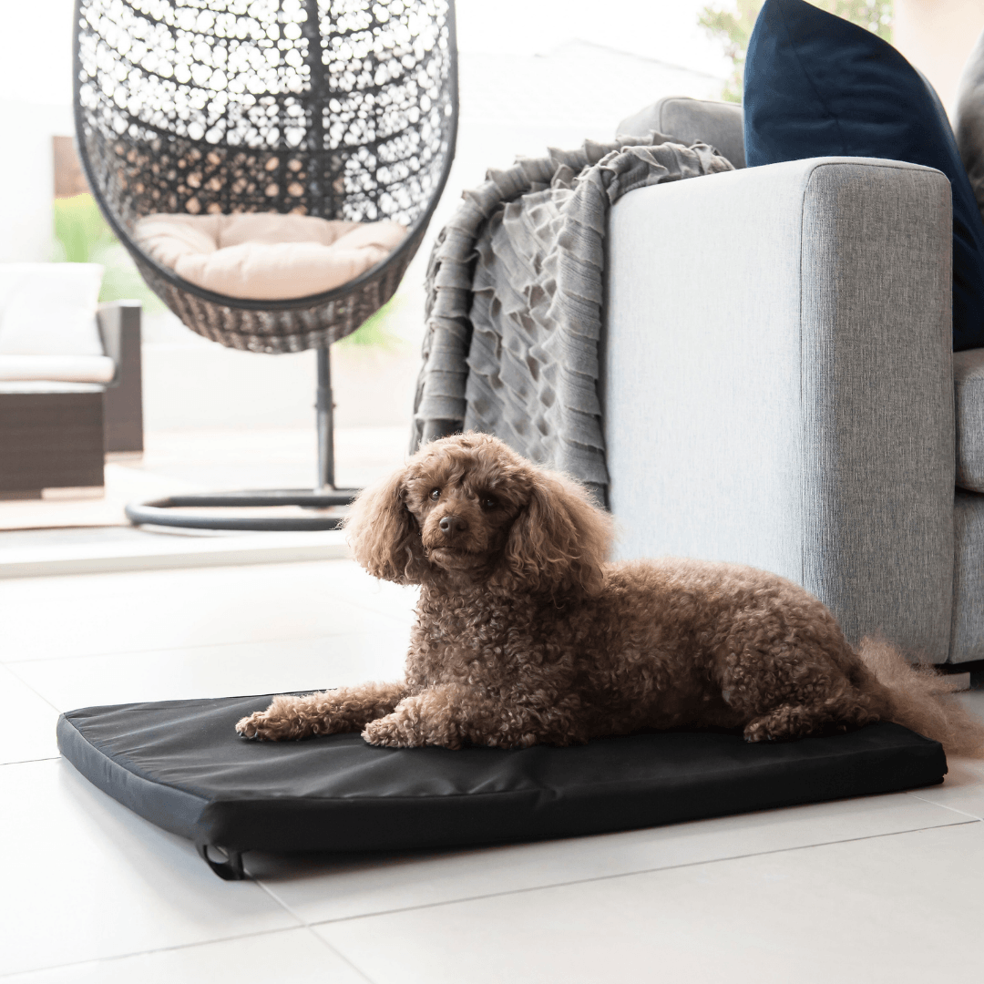 An apricot poodle lying on a Superior Pet Goods Canvas Dog Mat in a living room