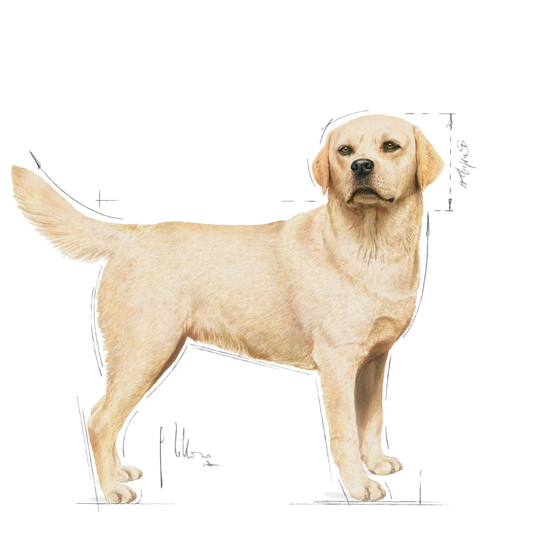 Royal Canin Labrador Retriever