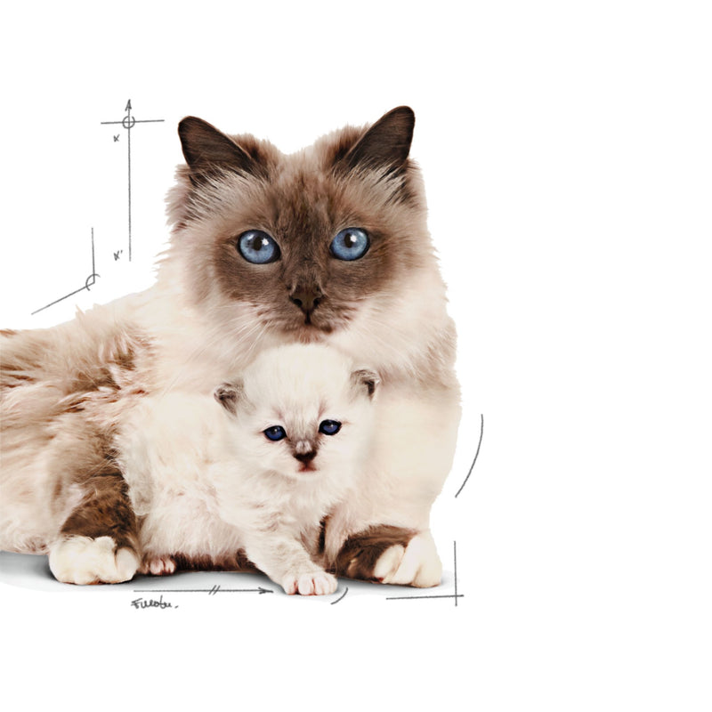 Royal Canin Mother and BabyCat Mousse