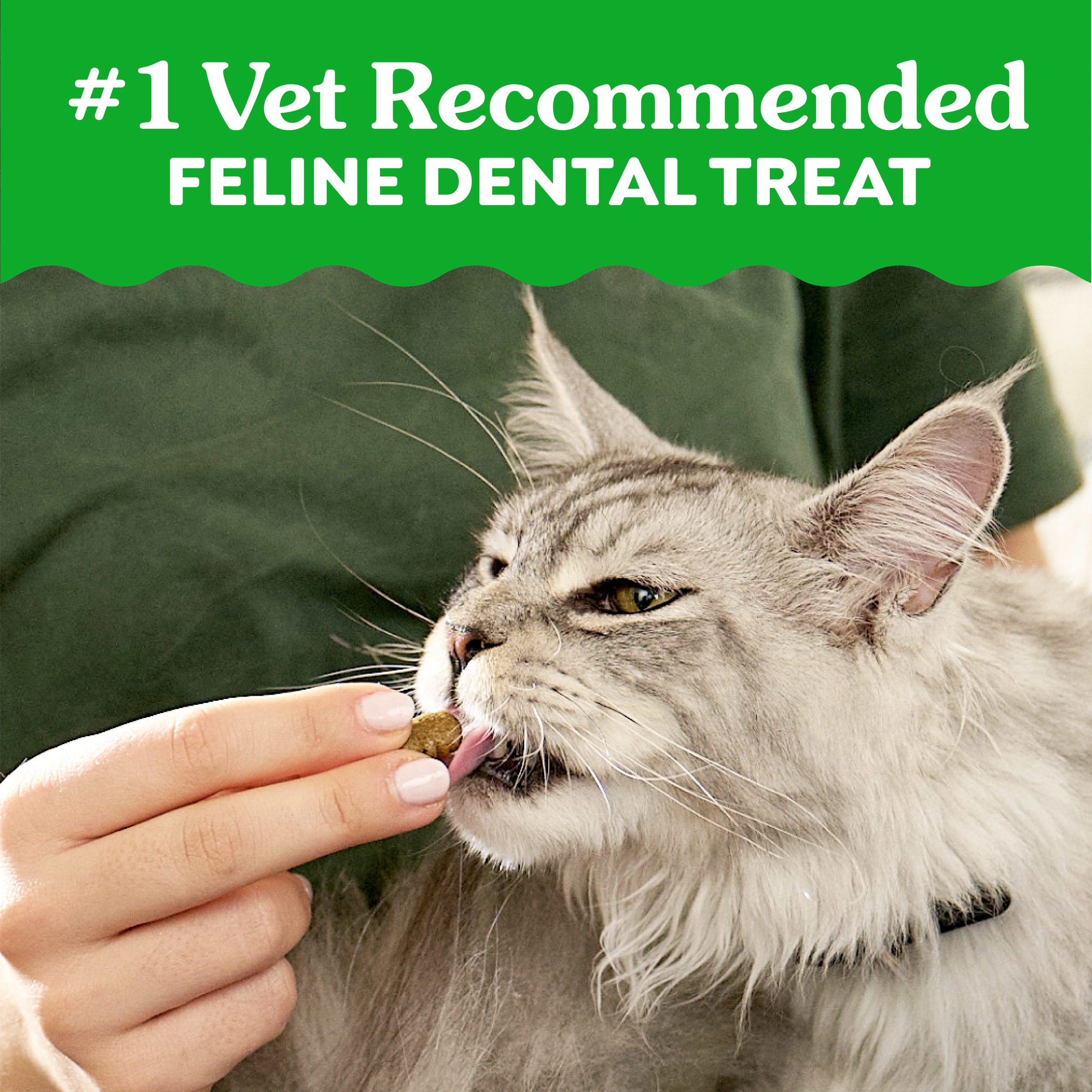 GREENIES Feline Dental Cat Treat Catnip Flavour product detail 3