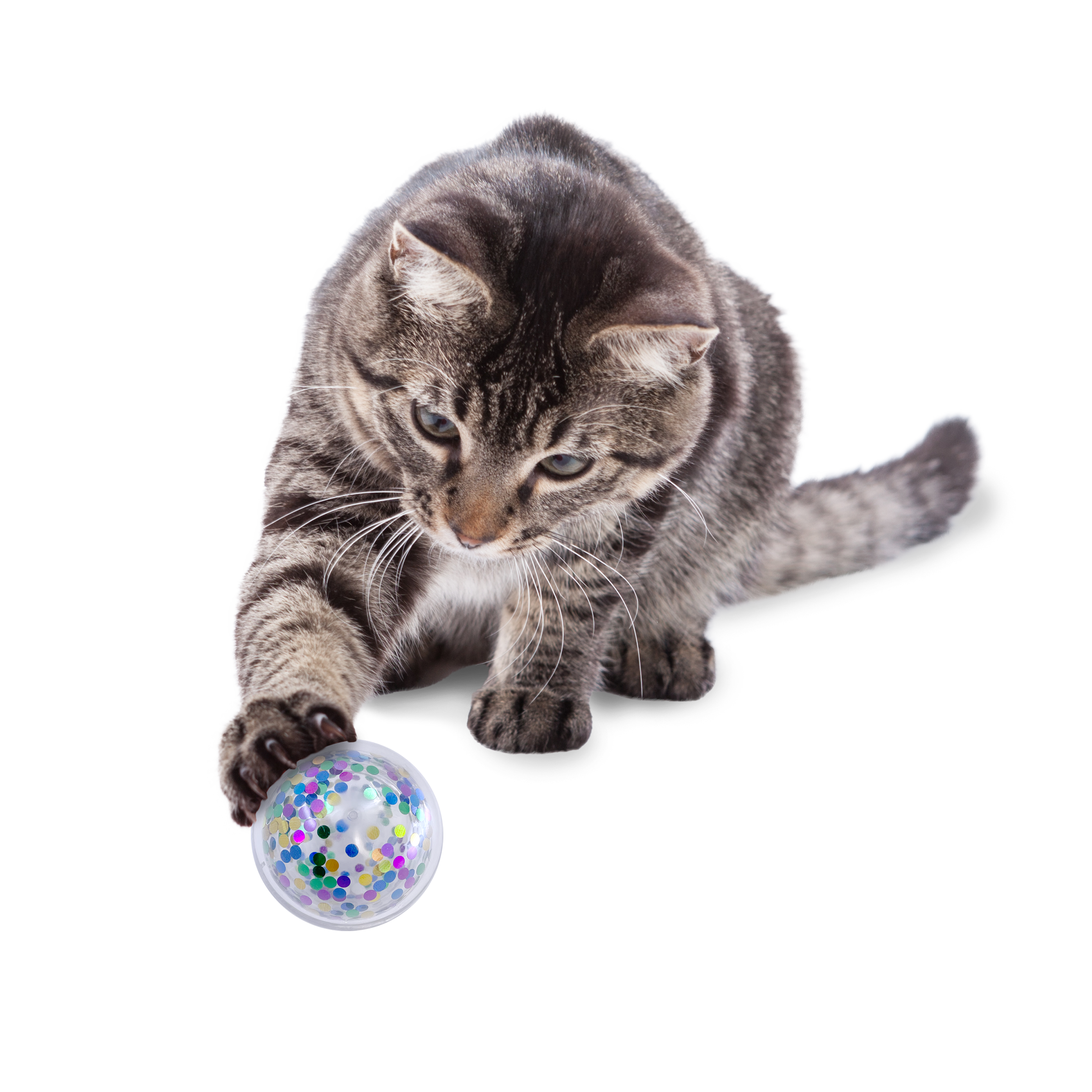 Cat playing with the KONG Cat Toys Active Confetti Ball