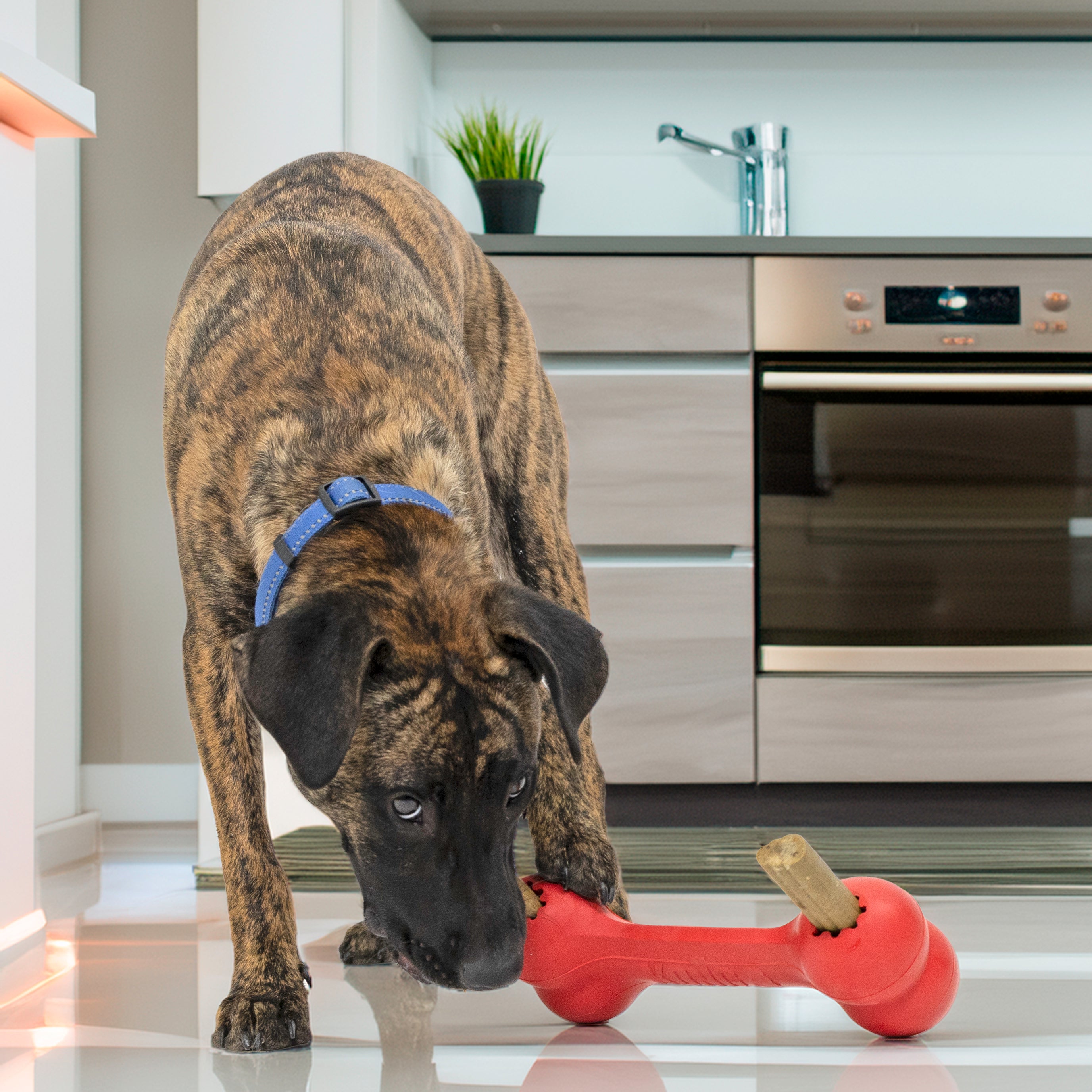 KONG Goodie Bone red rubber treat-holding dog chew, product photo 3