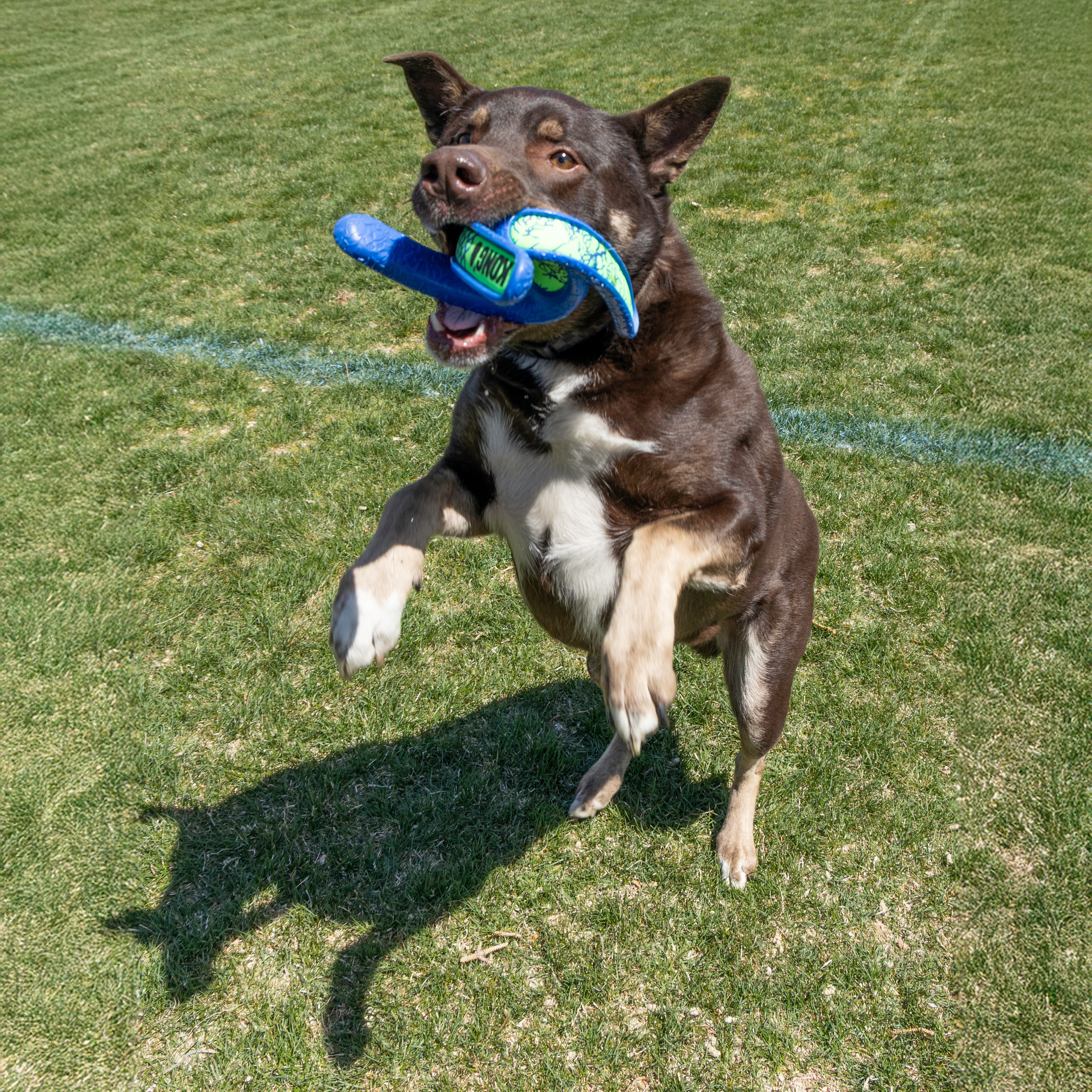 Dog using the KONG Dog Toys Whirlz Throw