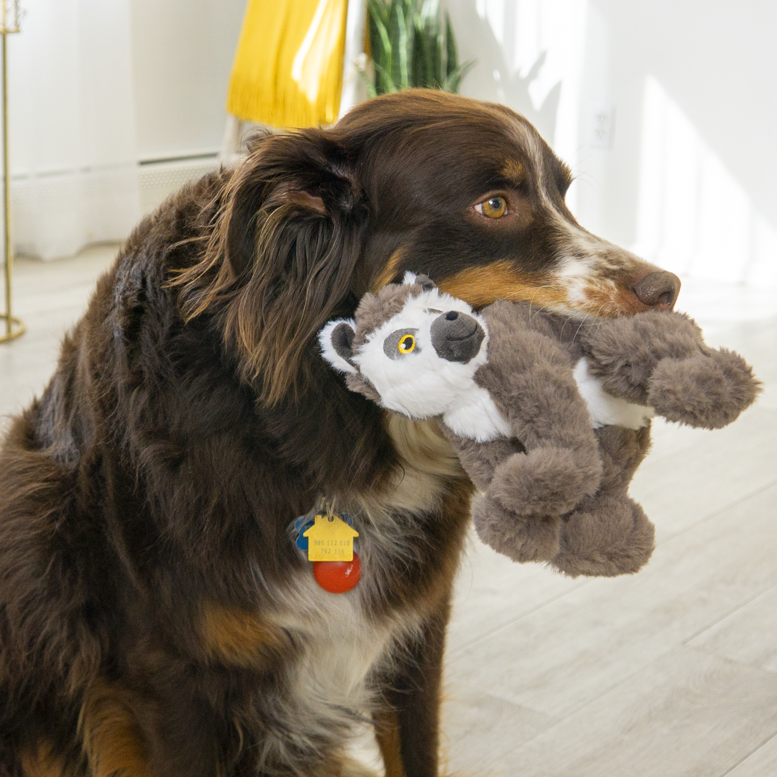 Dog playing with the KONG Dog Toys Scampers Lemur