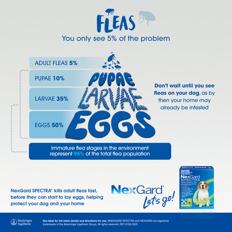 nexgard spectra very large dog fleas