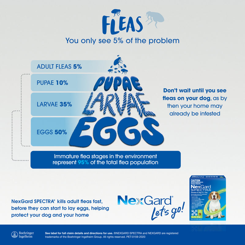 nexgard spectra very small dog fleas